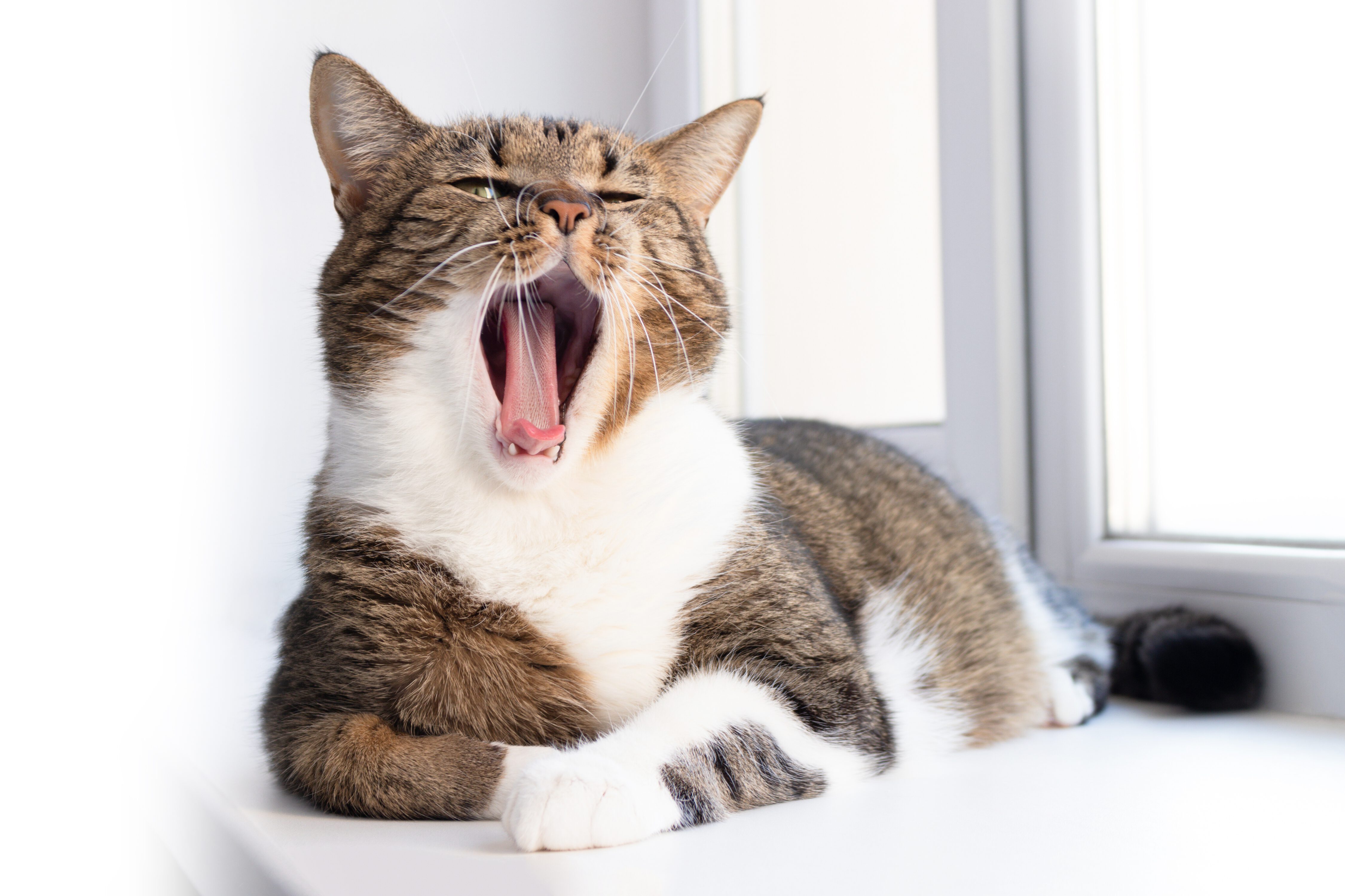 versterking Temerity Symptomen Ongewenst kattengedrag door stress bij katten • Discus